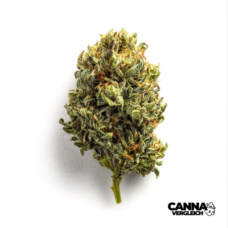 Cannamedical Indica Forte SM PE x 24,0% THC