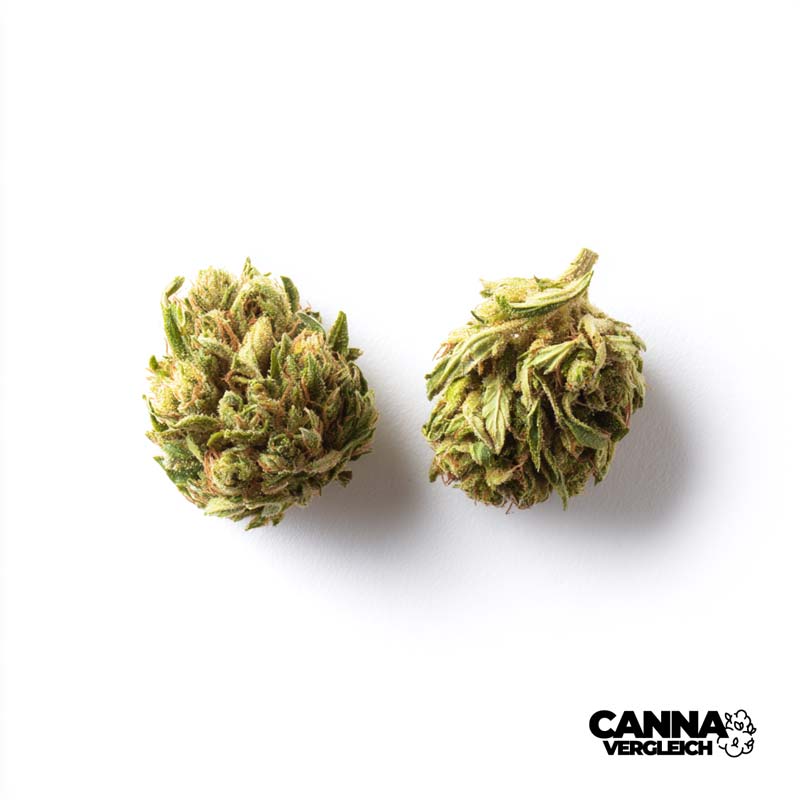 Atomic Apple x 25,5% THC | Cantourage