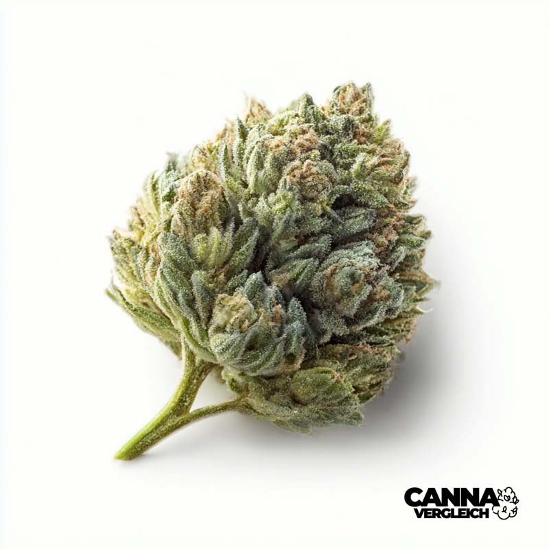 Purps x 25,0% THC | Tilray