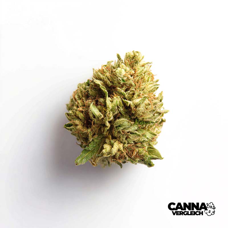 Rainbow Dawg x 18,3% THC | Demecan