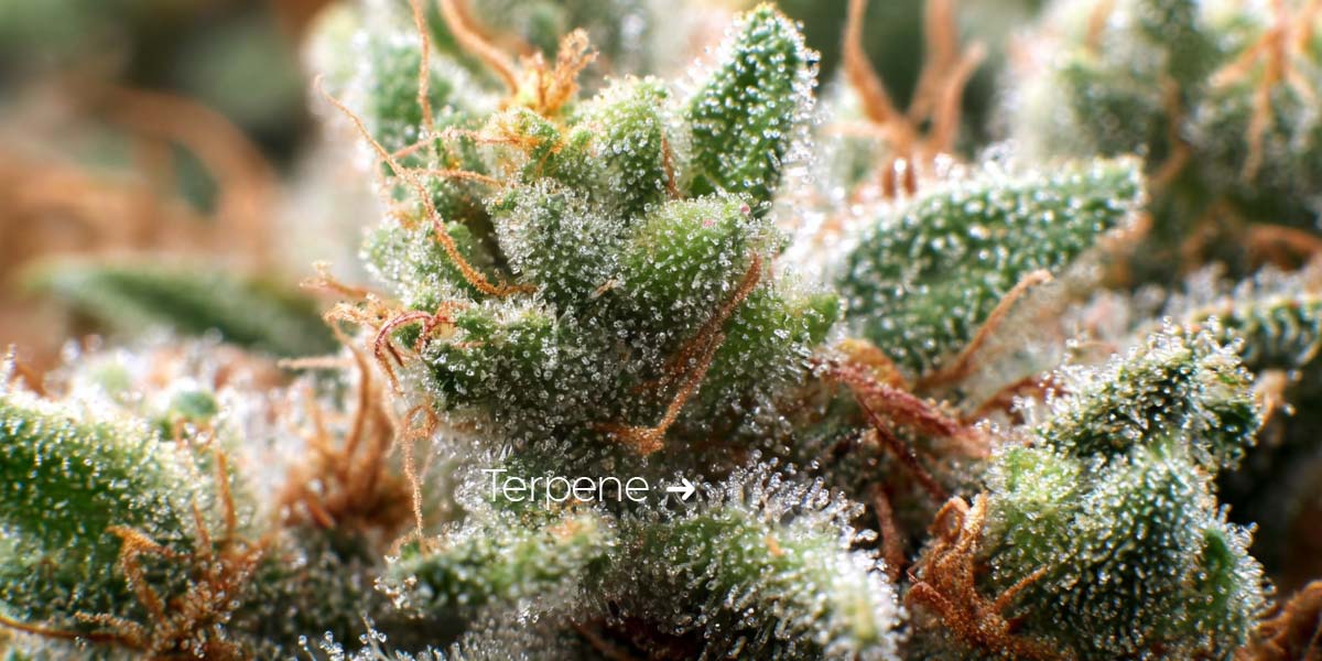 Cannabis Terpene: Wirkung, Aroma, Geschmack - Top 10 im Vergleich