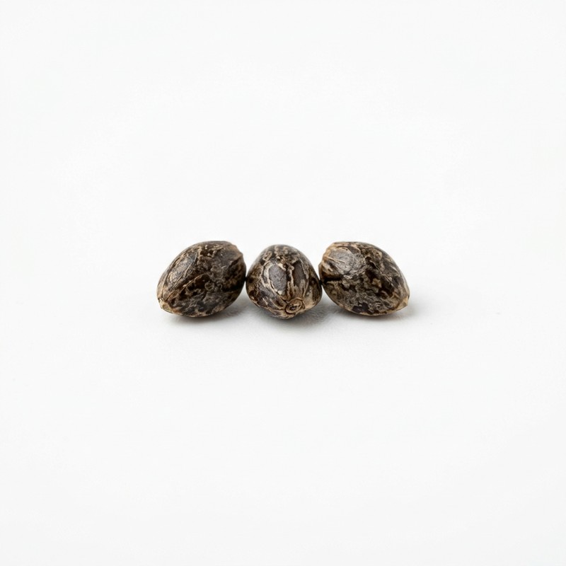 Granddaddy Purple Samen kaufen