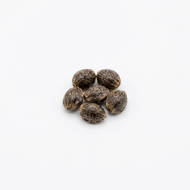 Blueberry Cheese Samen kaufen