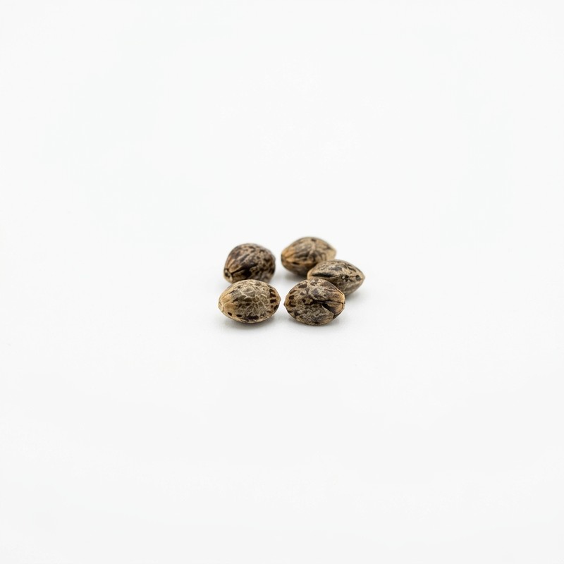 Critical Cure CBD Samen kaufen