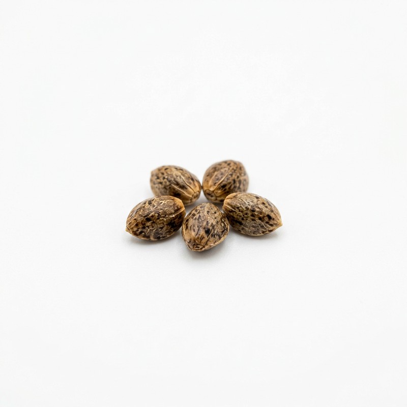 Royal Medic CBD Samen kaufen