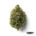 Mac Doughnut x 27,2% THC | Cantourage