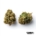 Tropicana Cookies x 19,0% THC | Four 20 Pharma