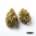 Lemon OG x 21,0% THC | ADREXpharma
