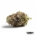 Chemdog x 20,0% THC | Canify