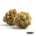 Gastro Pop x 33,0% THC | Four 20 Pharma