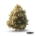 La Sage x 22,0% THC | Heyday