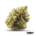 Black Cherry Pie x 21,7% THC | Canify