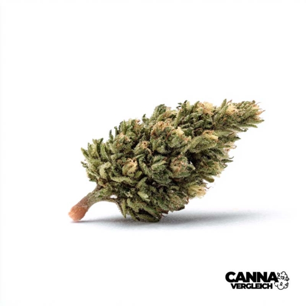Sugar Cookies x 24,0% THC | Remexian Pharma
