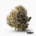 Lazer Fuel x 20,7% THC | IUVO Therapeutics