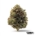 Extrakt 20/20 x 20,0mg THC | Cannamedical