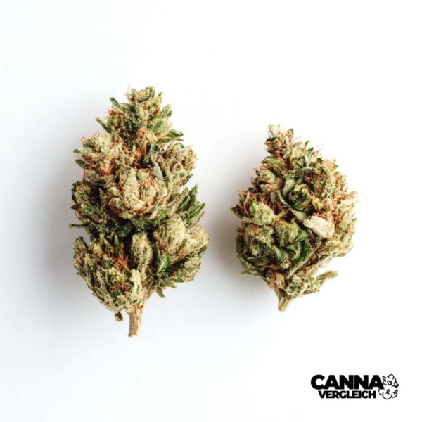 Orange Kush Cake x 27,0% THC | Remexian Pharma
