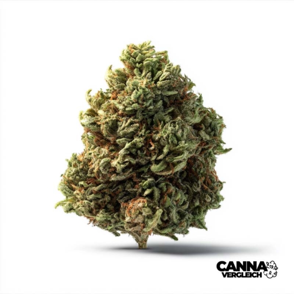 Cocoa Bomba x 31,0% THC | Cansativa
