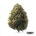 Sour Kush x 22,0% THC | Four 20 Pharma
