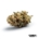 Hindu Kush x 22,0% THC | Canopy Medical